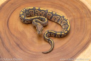 African import ball python for sale