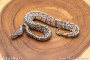 African import ball python for sale