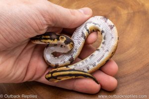 African import ball python for sale