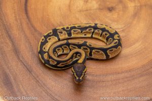 African import ball python for sale