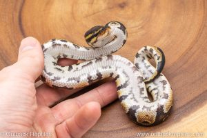African import ball python for sale