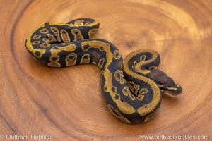 African import ball python for sale