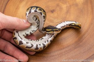 African import ball python for sale