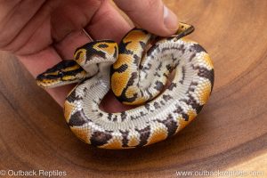 African import ball python for sale