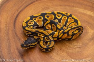 African import ball python for sale