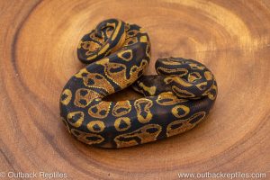African import ball python for sale