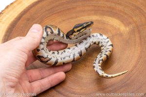 African import ball python for sale