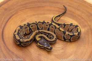 African import ball python for sale