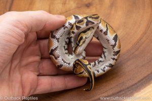 African import ball python for sale