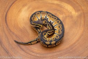 African import ball python for sale