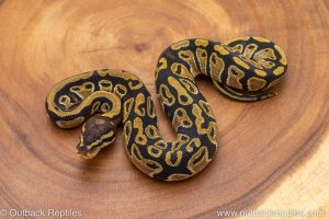 African import ball python for sale