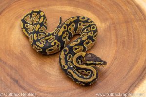 African import ball python for sale