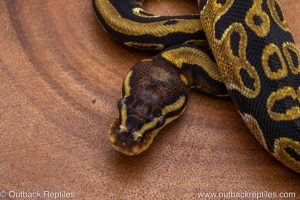 African import ball python for sale