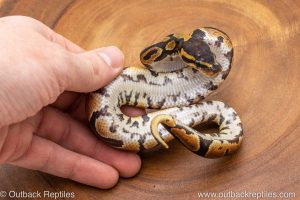 African import ball python for sale