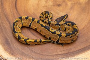 African import ball python for sale