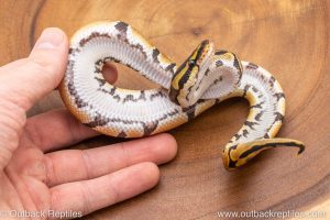 African import ball python for sale
