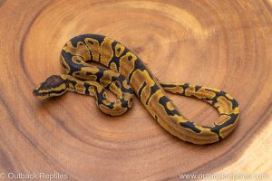 African import ball python for sale