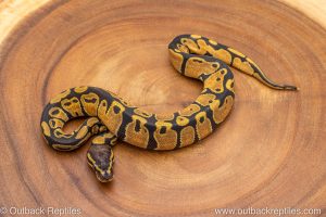African import ball python for sale