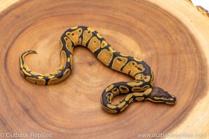 African import ball python for sale