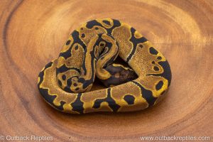African import ball python for sale