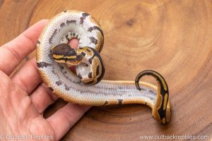 African import ball python for sale