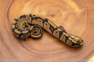 African import ball python for sale