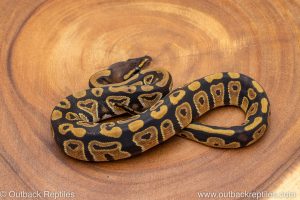 African import ball python for sale