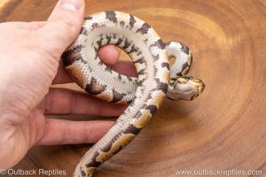 African import ball python for sale