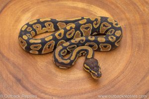 African import ball python for sale