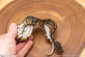 African import ball python for sale