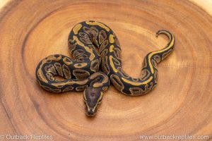 African import ball python for sale