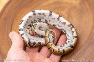 African import ball python for sale