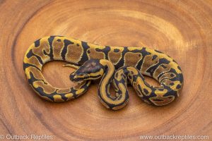 African import ball python for sale