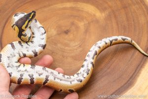 African import ball python for sale