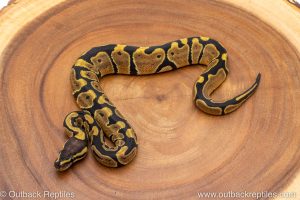 African import ball python for sale