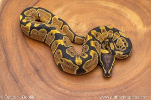 African import ball python for sale