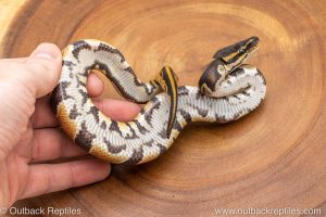 African import ball python for sale