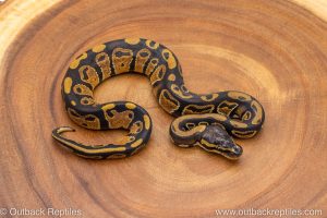 African import ball python for sale