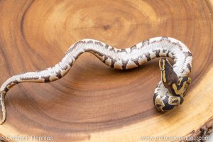 African import ball python for sale
