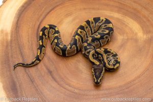 African import ball python for sale