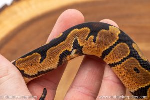 African import ball python for sale