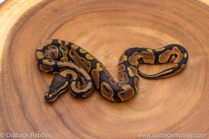 African import ball python for sale