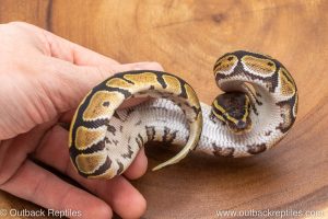 African import ball python for sale