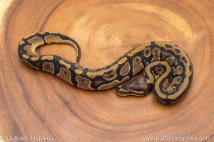 African import ball python for sale