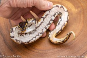 African import ball python for sale