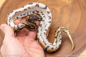 African import ball python for sale