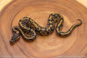 African import ball python for sale