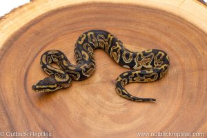 African import ball python for sale