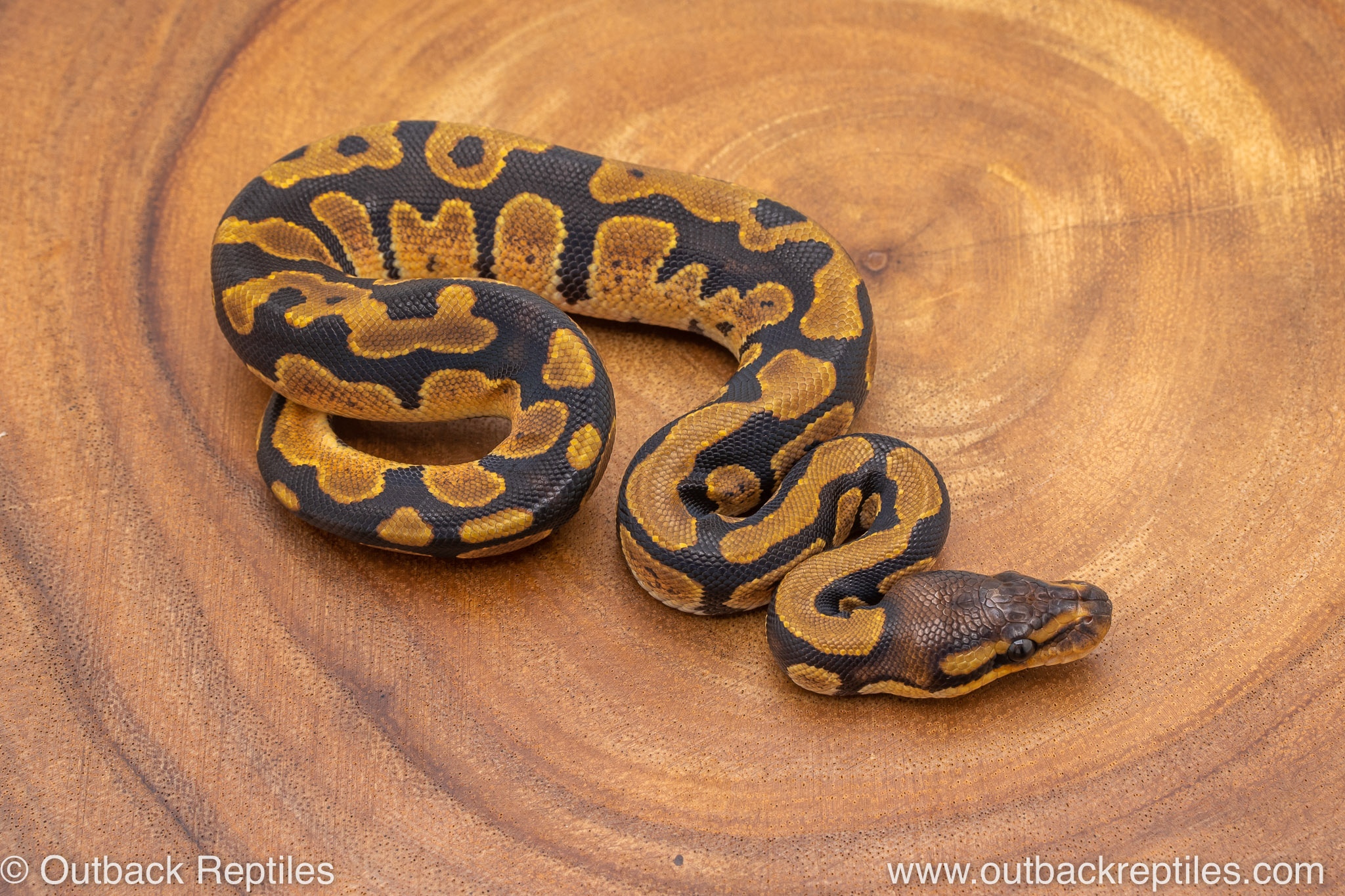 Special Import 40 2 Outback Reptiles