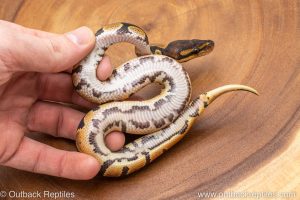 African import ball python for sale